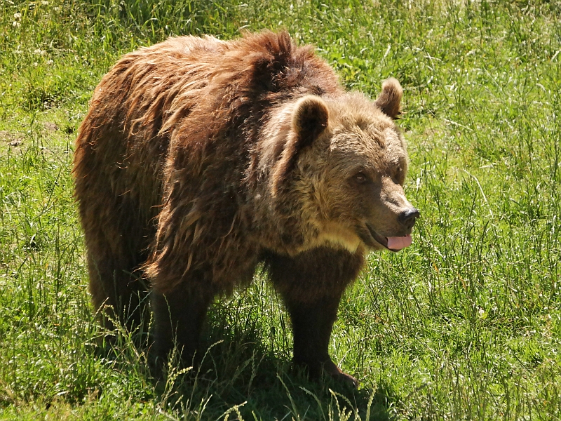 Tierpark bei Thale im Harz