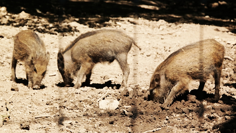 Tierpark bei Thale im Harz