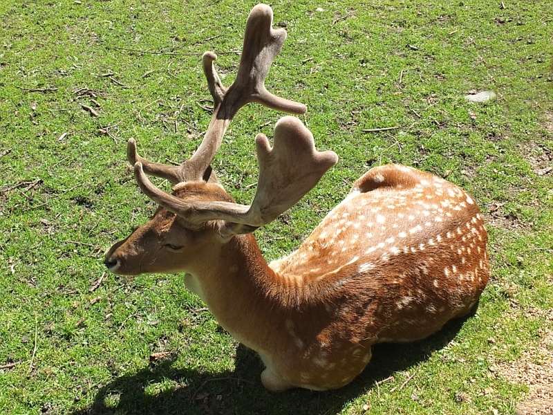 Tierpark in Wernigerode am Harz