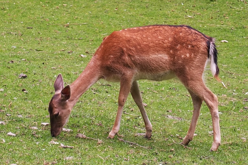 Tierpark in Wernigerode am Harz