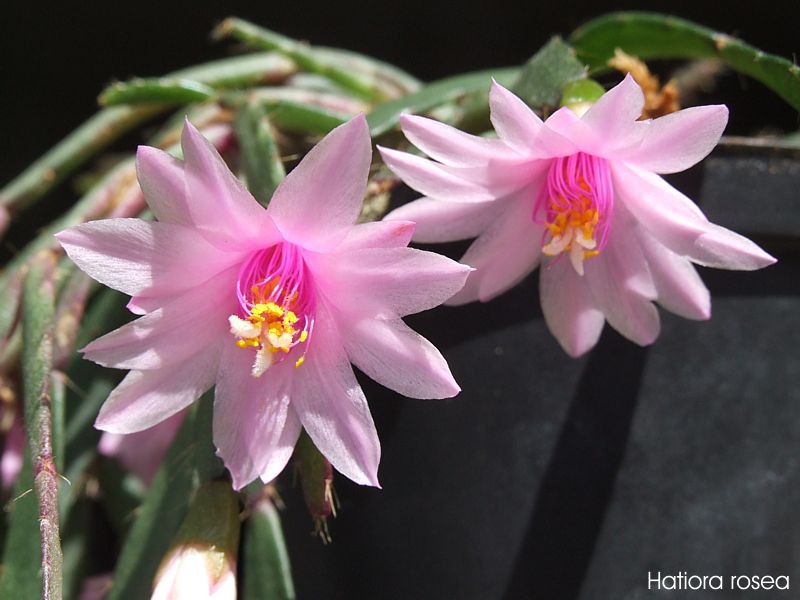 Hatiora rosea