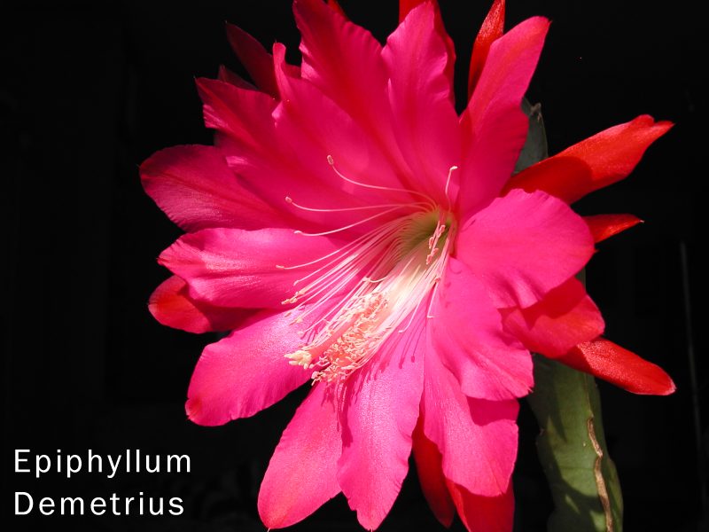 Epiphyllum Demetrius