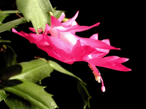 Schlumbergera-Hybride