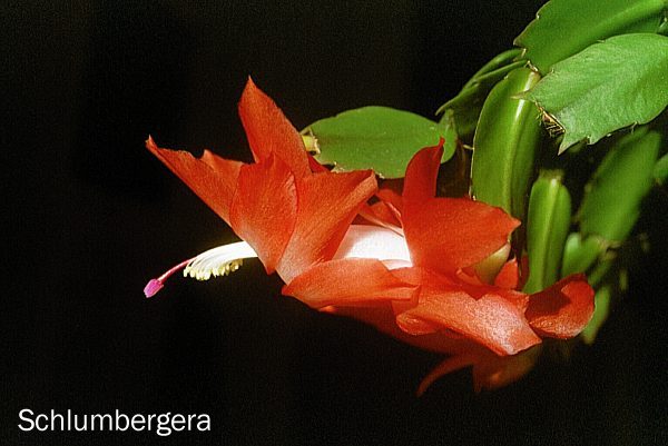 Schlumbergera-Hybride