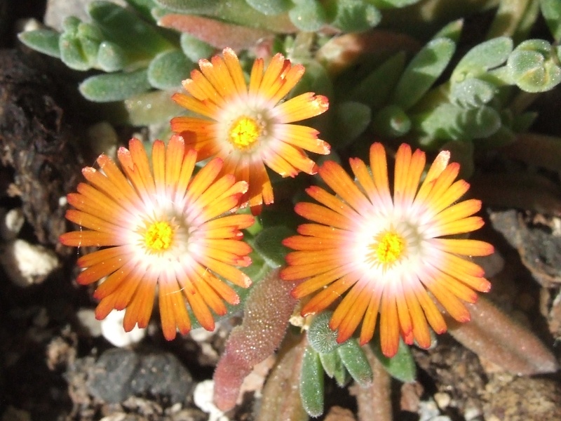 Delosperma Orange Topaz