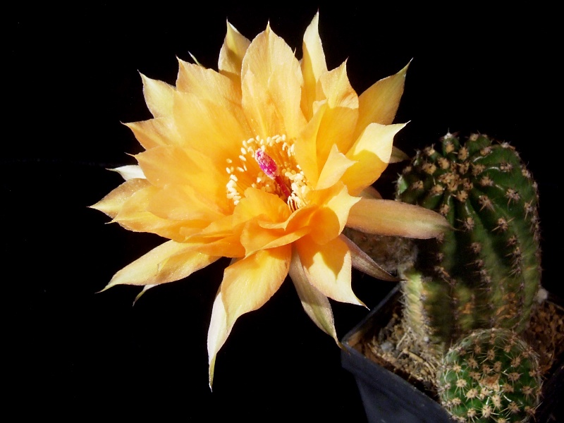 Echinopsis-Hybride A61 Aprodite