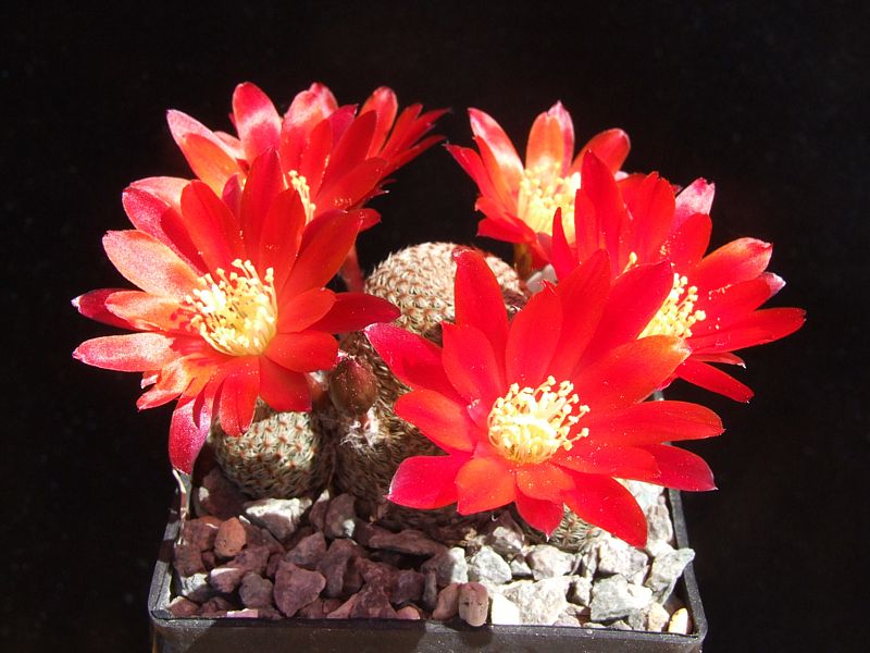 Rebutia heliosa