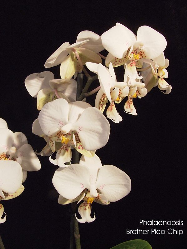 Phalaenopsis Brother Pico Chip