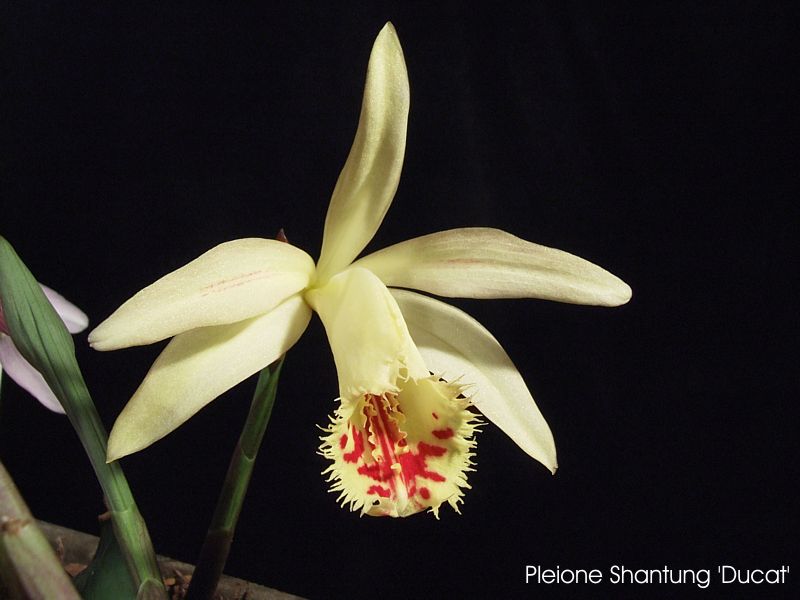 Pleione Shantung 'Ducat'