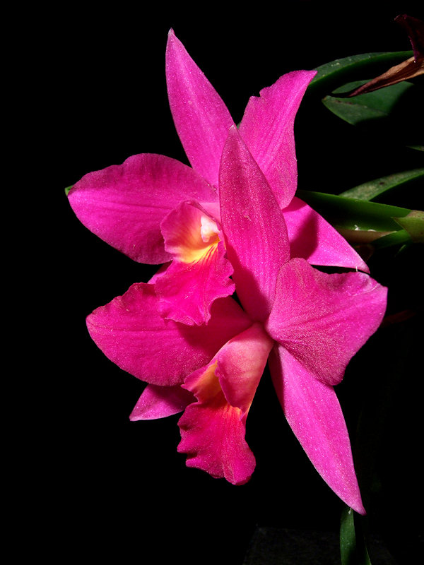 Sophrolaeliocattleya Miyuki 'Little King'