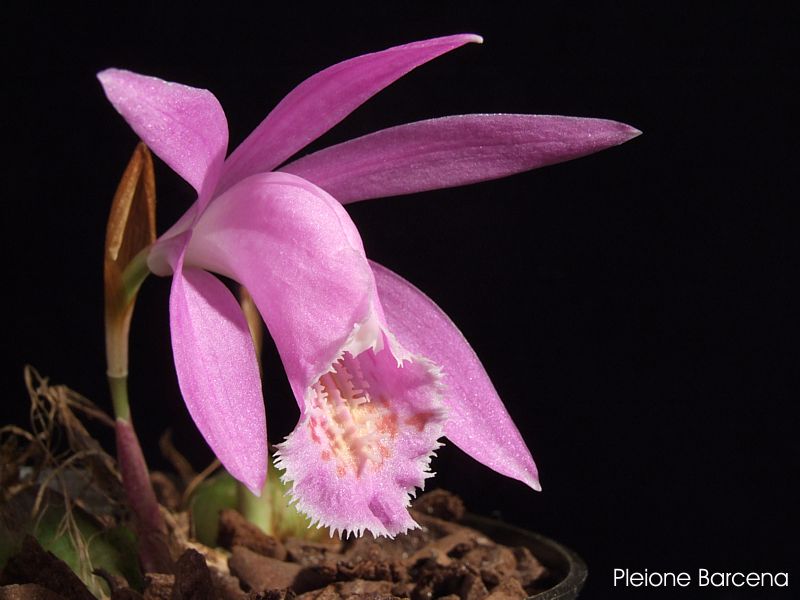 Pleione Barcena