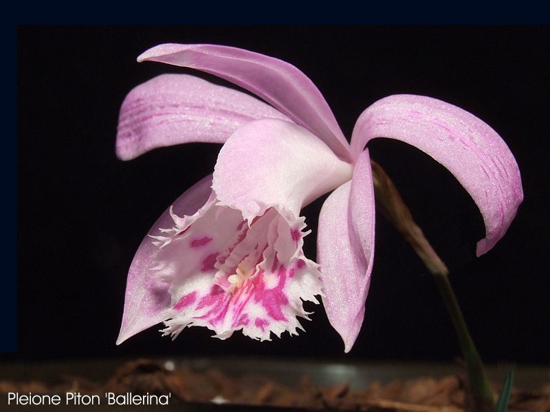 Pleione Piton 'Ballerina'