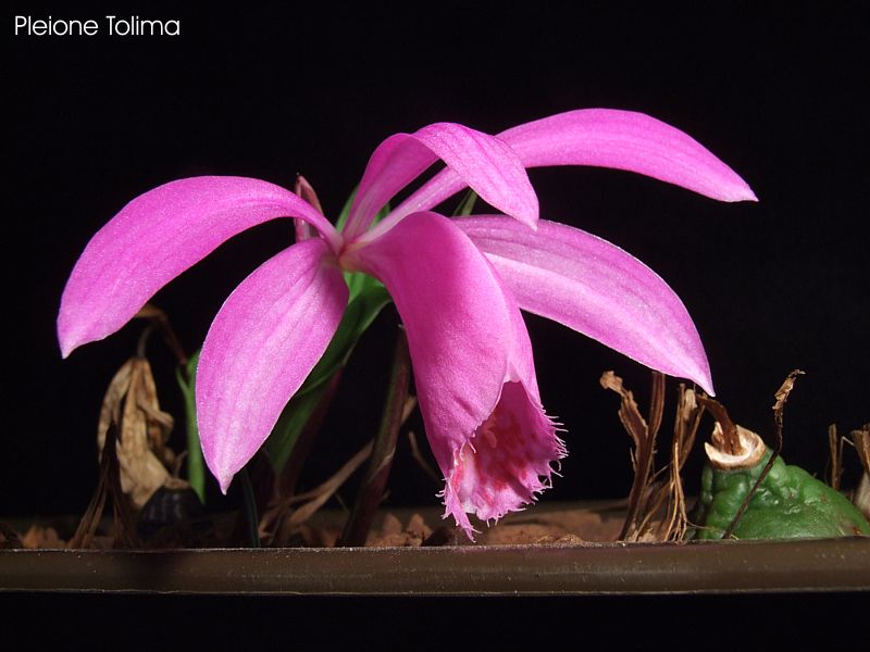 Pleione Tolima