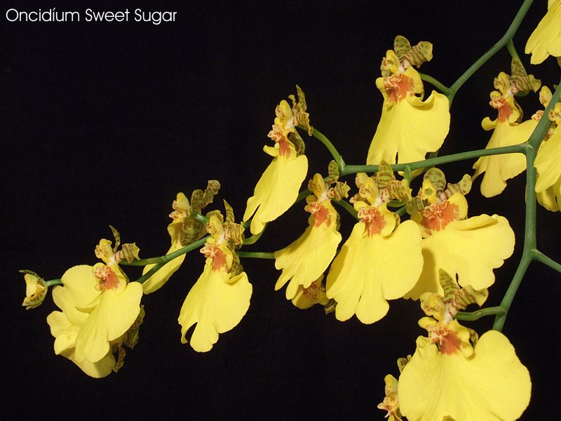 Oncidium Sweet Sugar