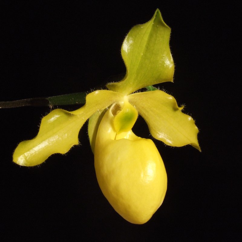 Paphiopedilum Golddollar