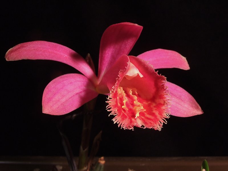 Pleione Caroli 'Cape Robin'