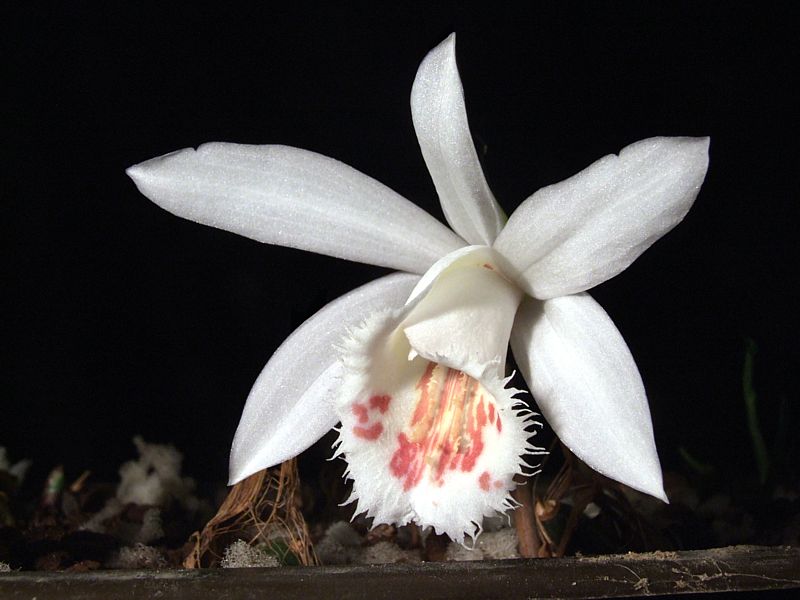 Pleione Glacier Peak