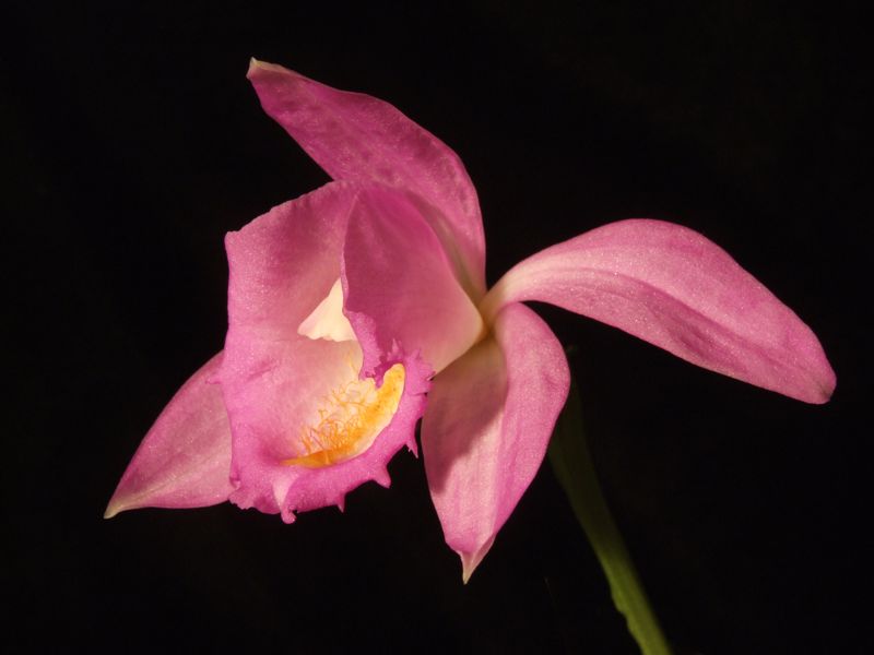 Pleione aurita