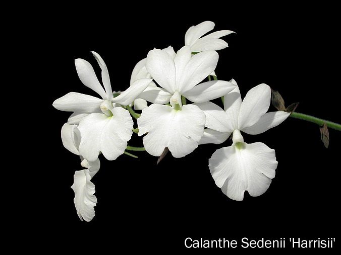 Calanthe Sedenii 'Harrisii'