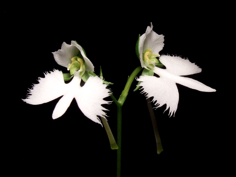 Habenaria radiata