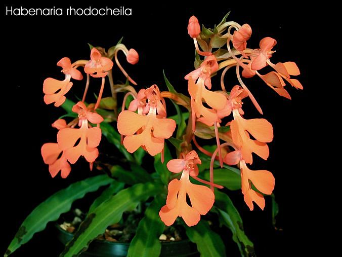 Habenaria rhodocheila