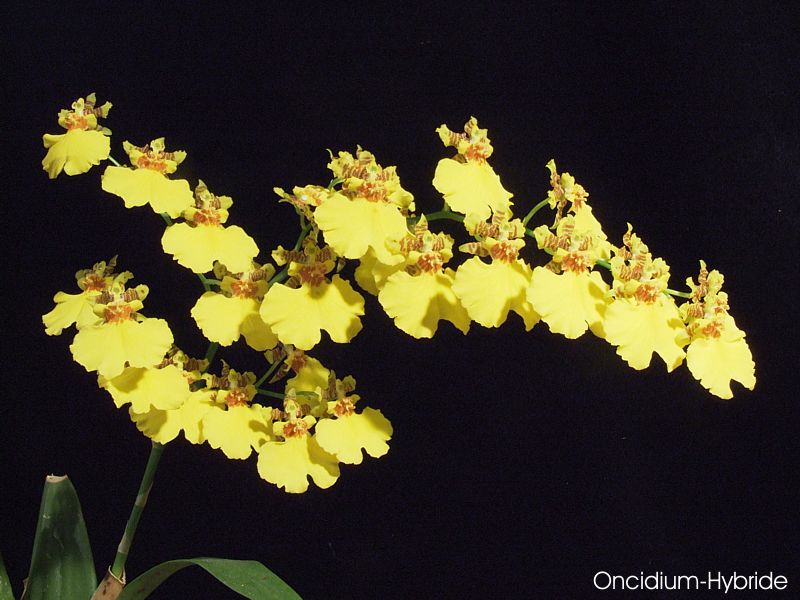 Oncidium-Hybride