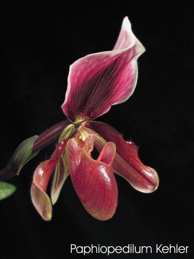 Paphiopedilum Kehler