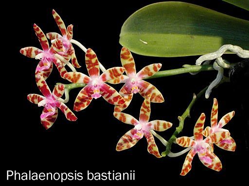 Phalaenopsis bastianii