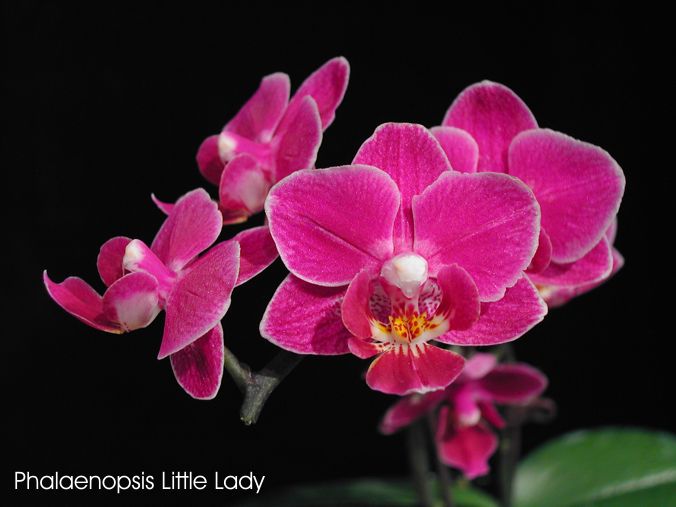 Phalaenopsis Little Lady