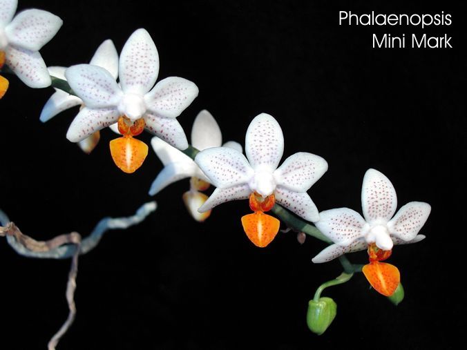 Phalaenopsis Mini Mark