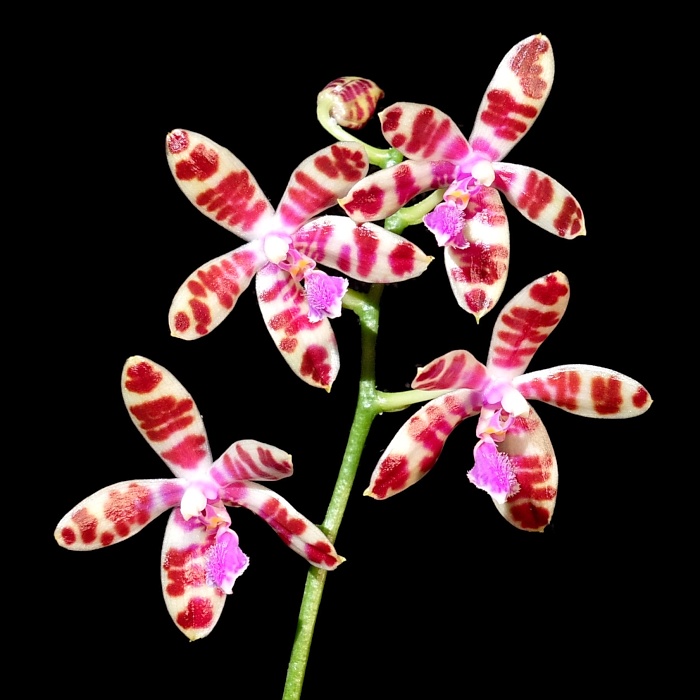 Phalaenopsis mariae