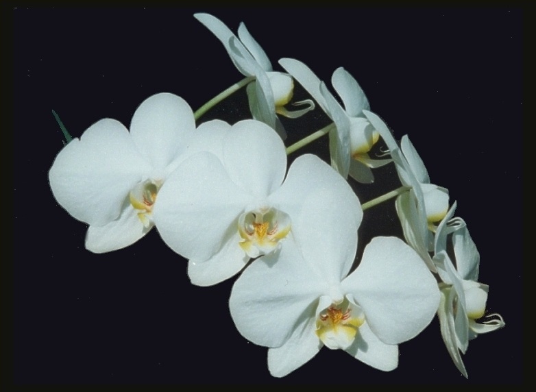 Phalaenopsis-Hybride