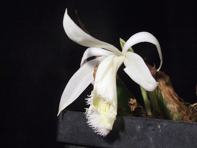 Pleione Eiger 'Snowflake'