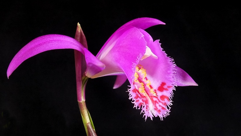 Pleione