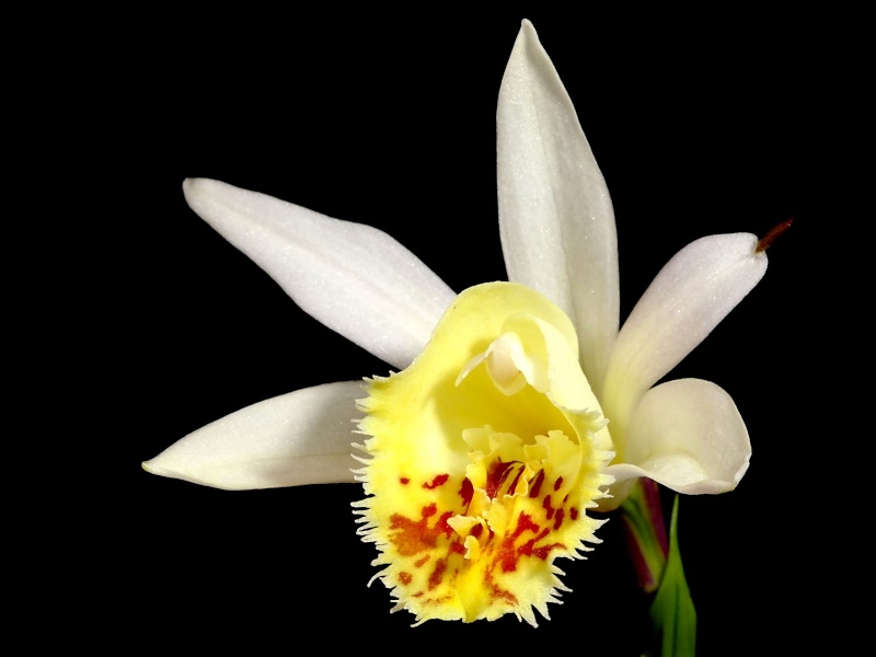 Pleione