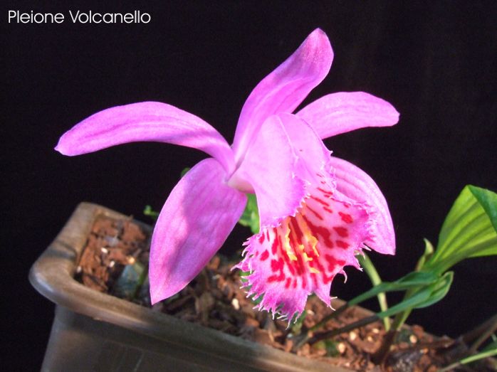 Pleione volcanello