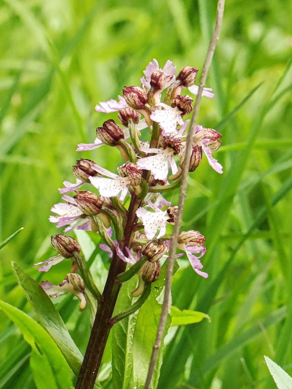 Orchideen und Diptam im Huy