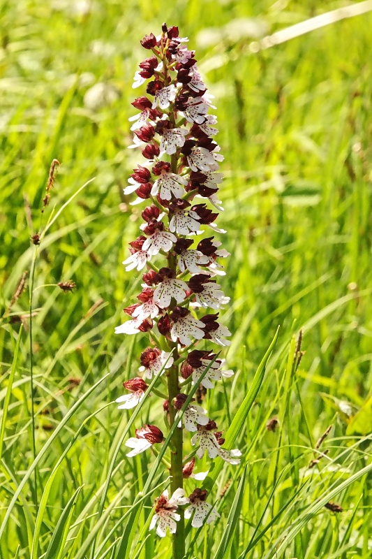 Orchideen und Diptam im Huy