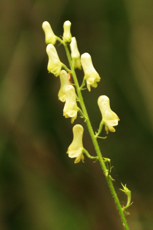 Orchideen und Diptam im Huy