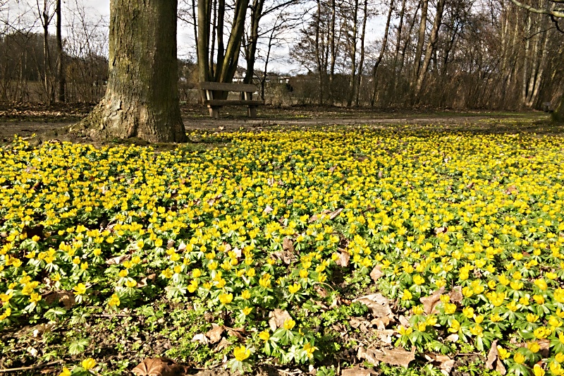 Winterlinge im Heidberg in Braunschweig