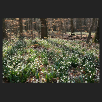 2015-03-22_Leucojum_vernum_Oderwald_06.jpg