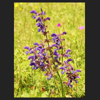 2015-05-31_Huy_09_Salvia_pratensis.jpg