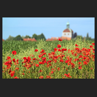 2017-06-11_Mohn_bei_Salzdahlum_02.jpg