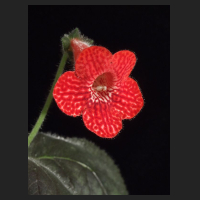 2009.11_Kohleria_Strawberry_Fields.jpg