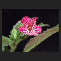 2010.01_Kohleria_Jester.jpg